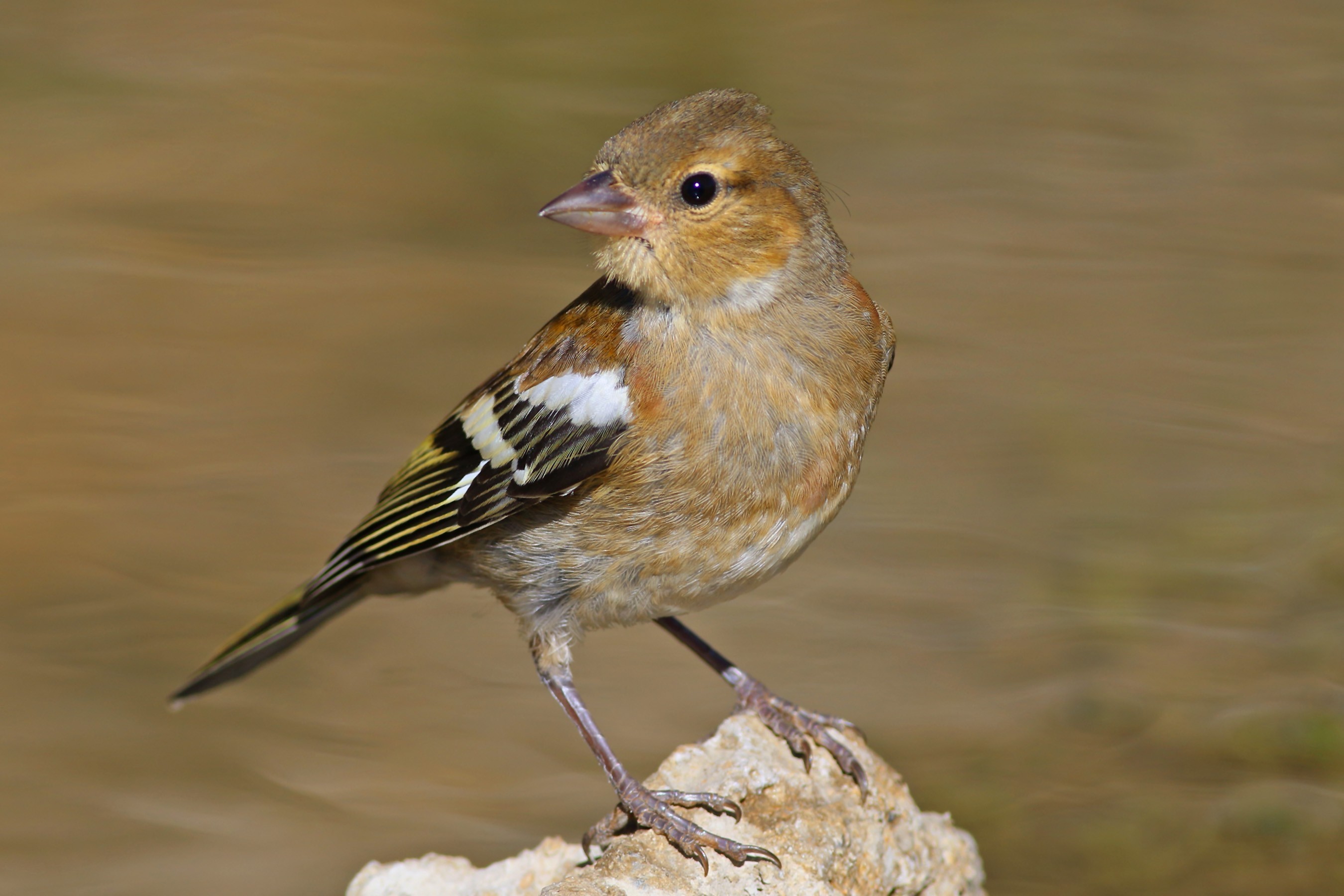 Common Chaffinch