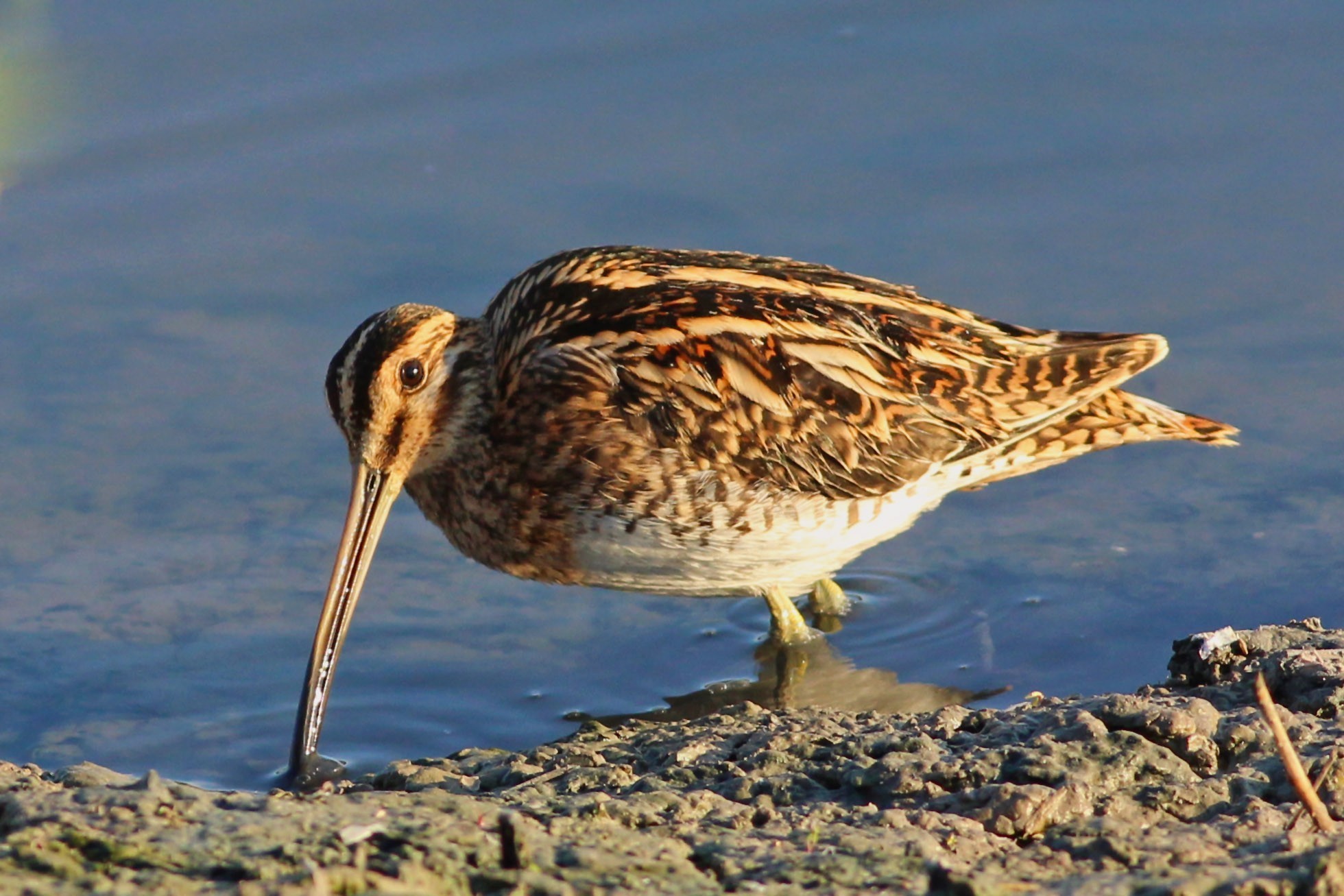 Common Snipe