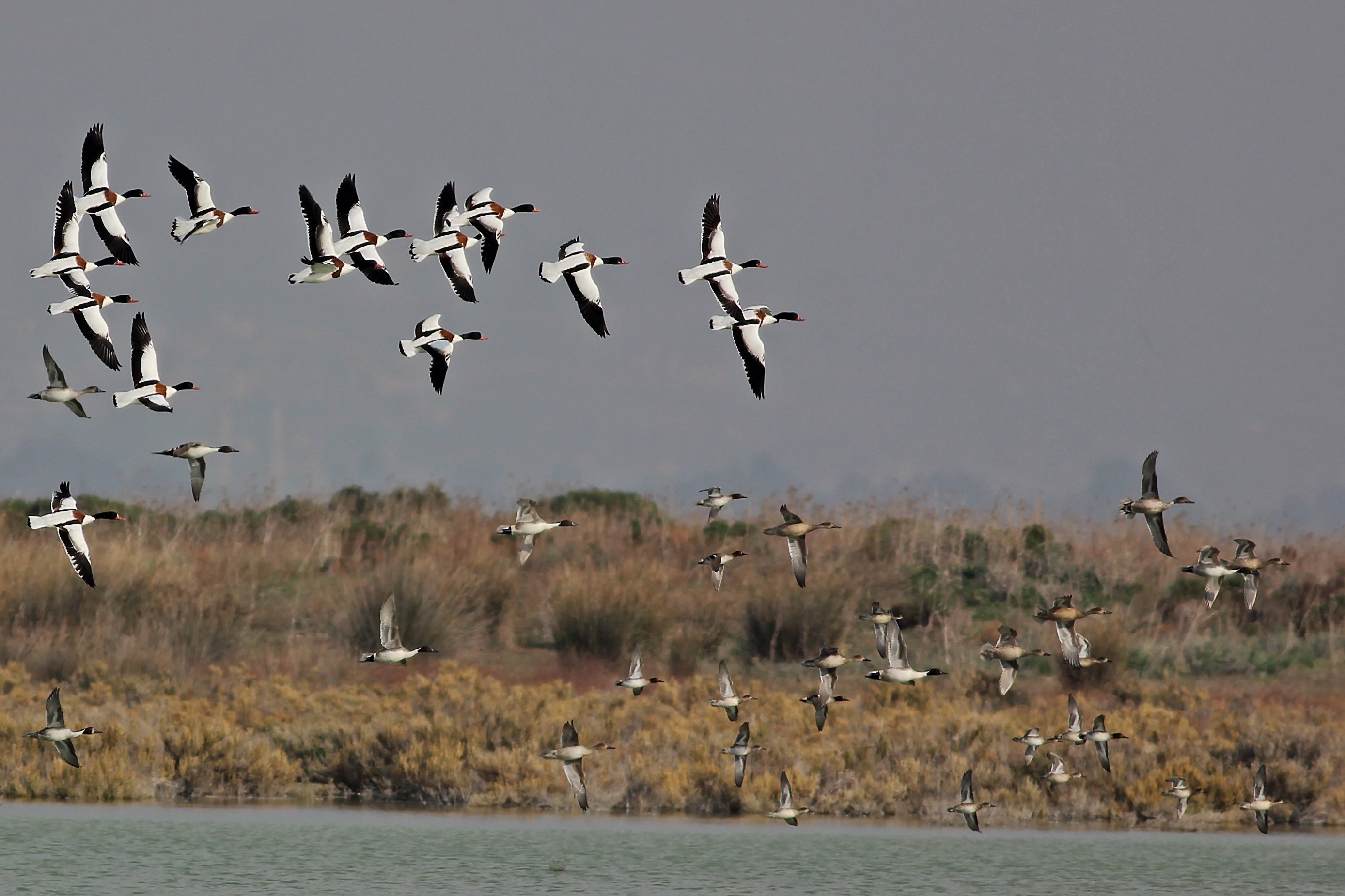 Common Shelduck