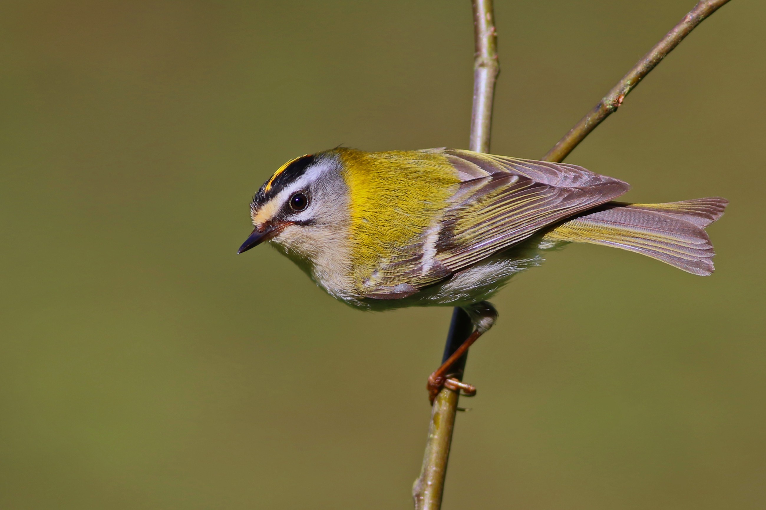 Common Firecrest