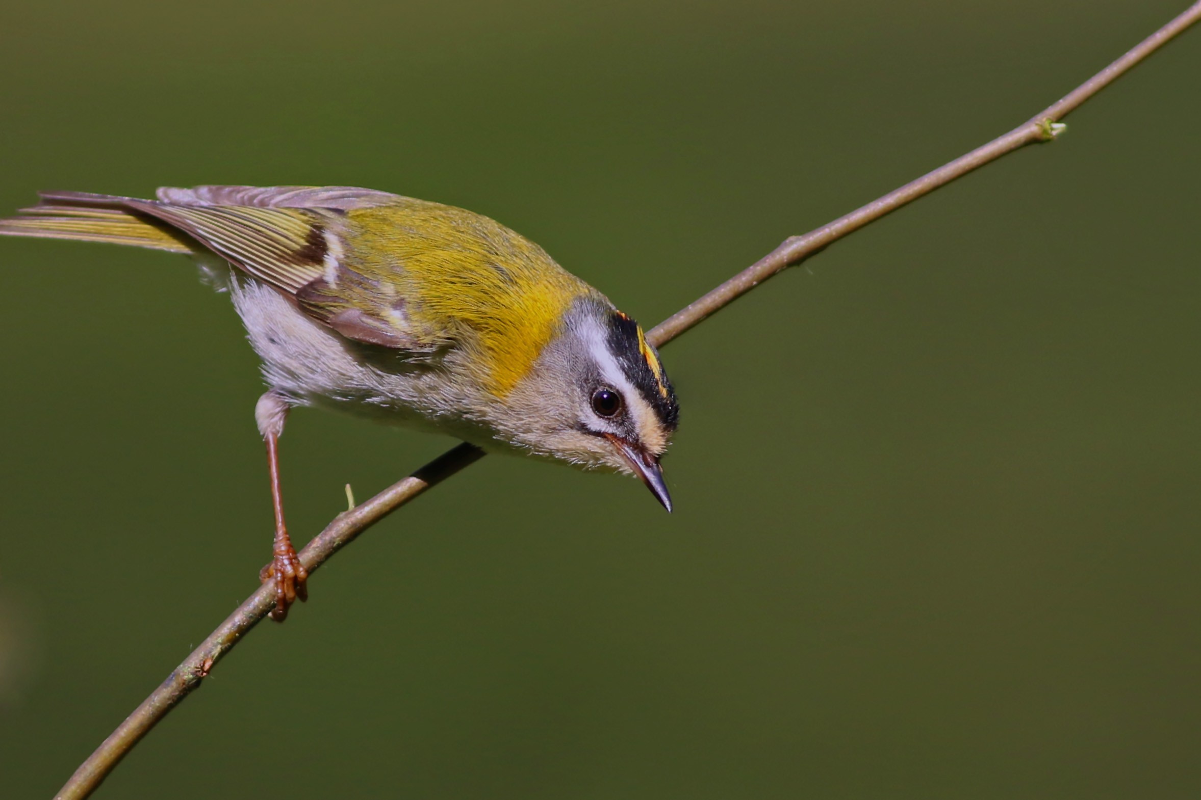 Common Firecrest