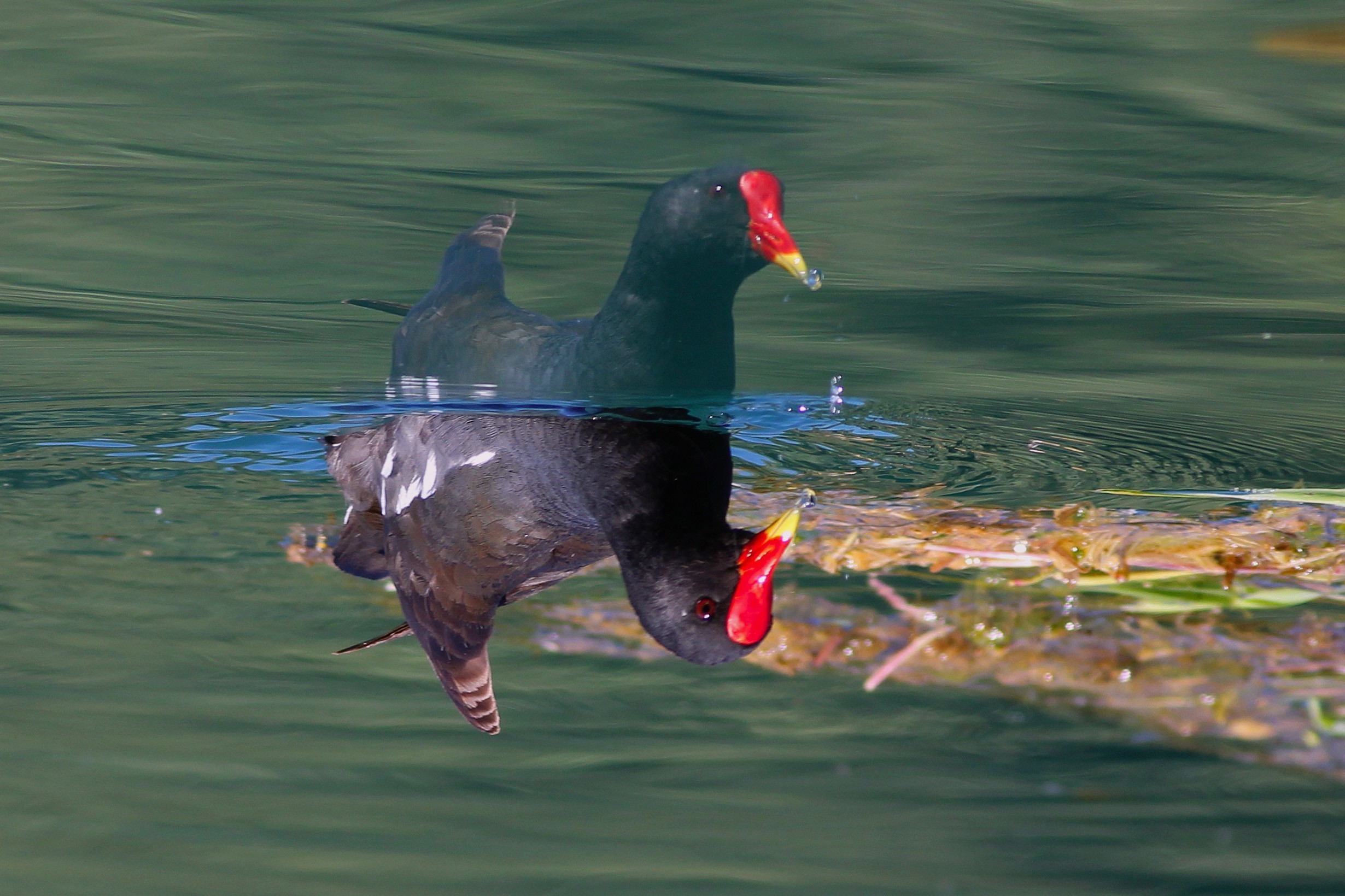 Common Moorhen