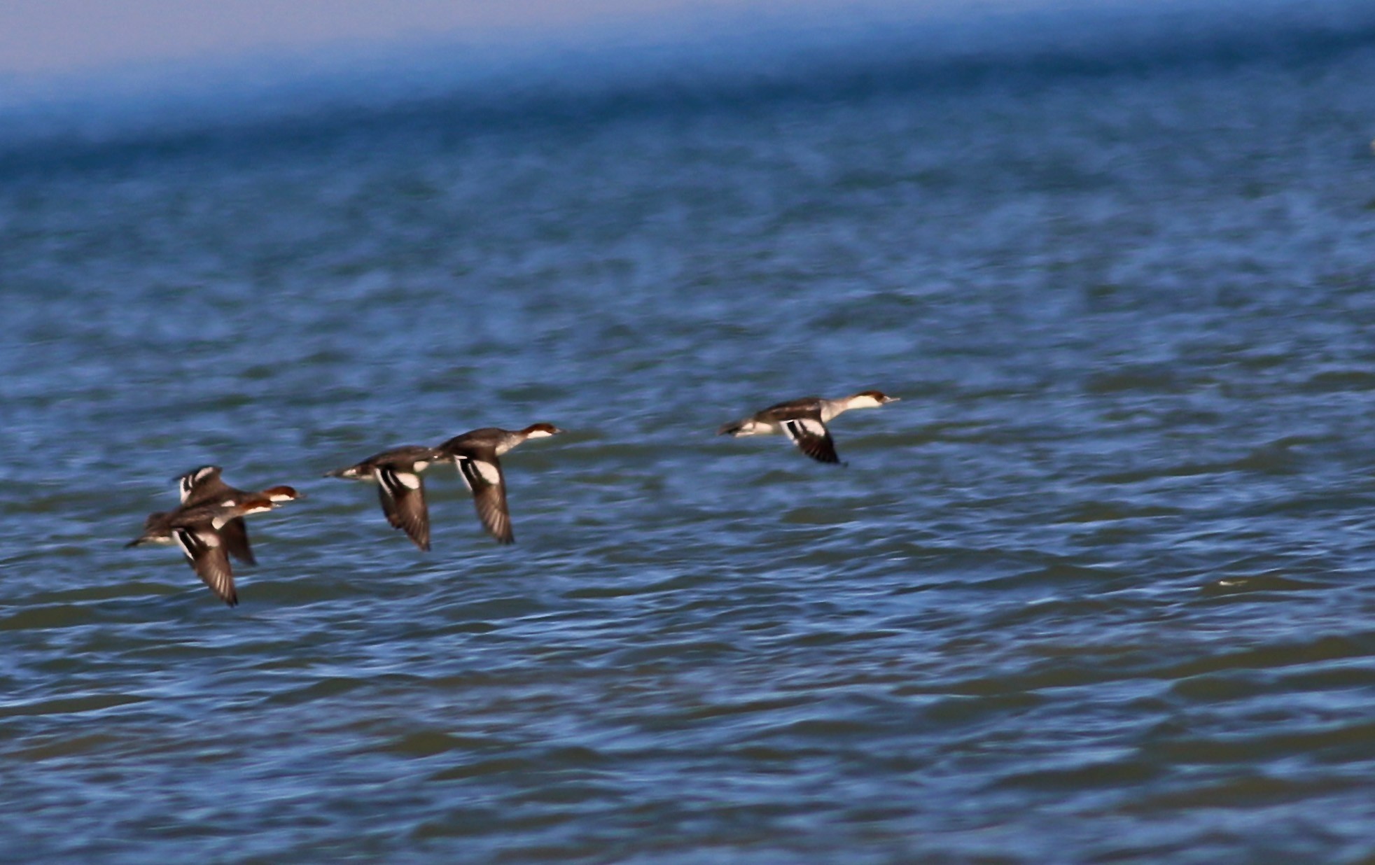 Smew