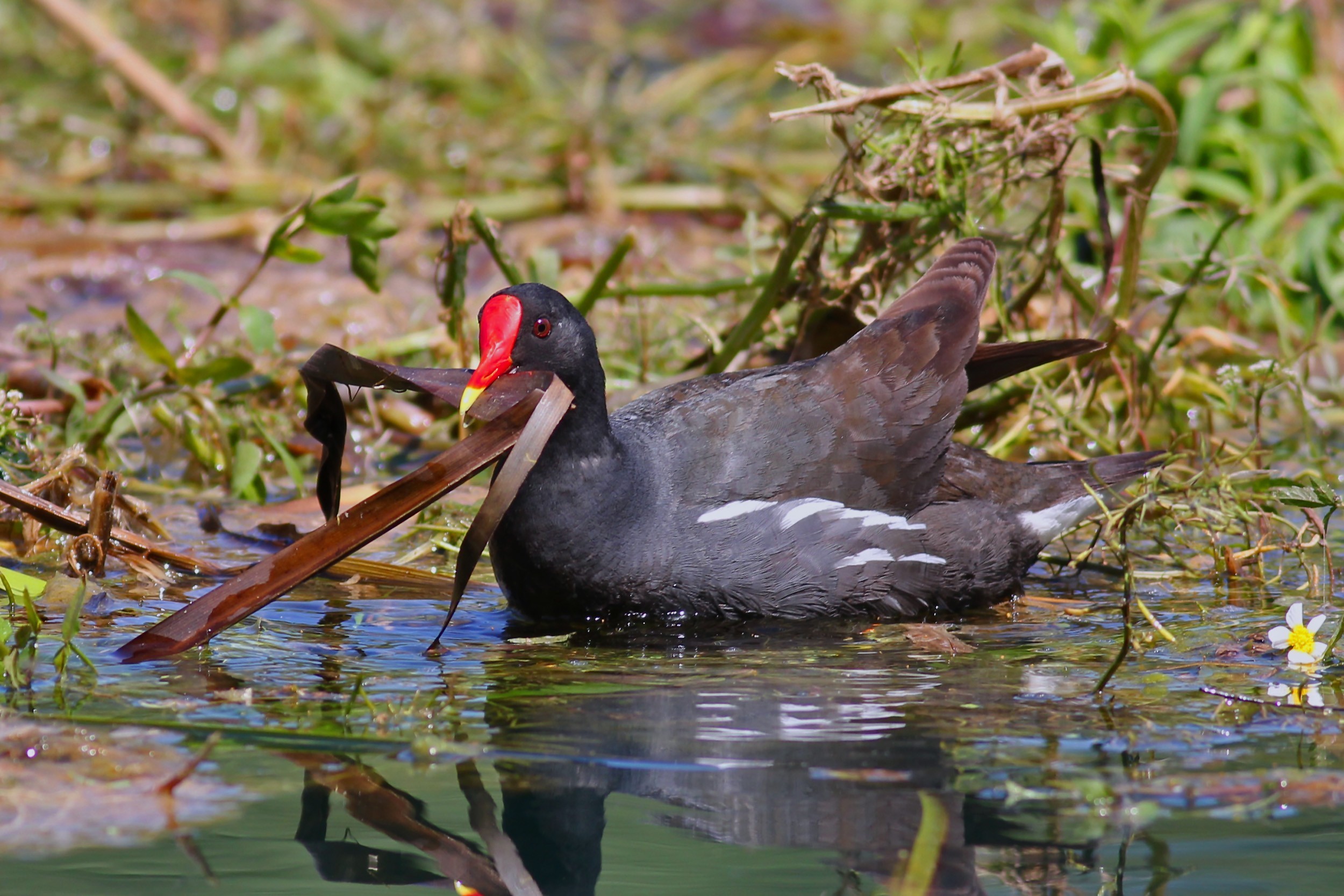 Common Moorhen