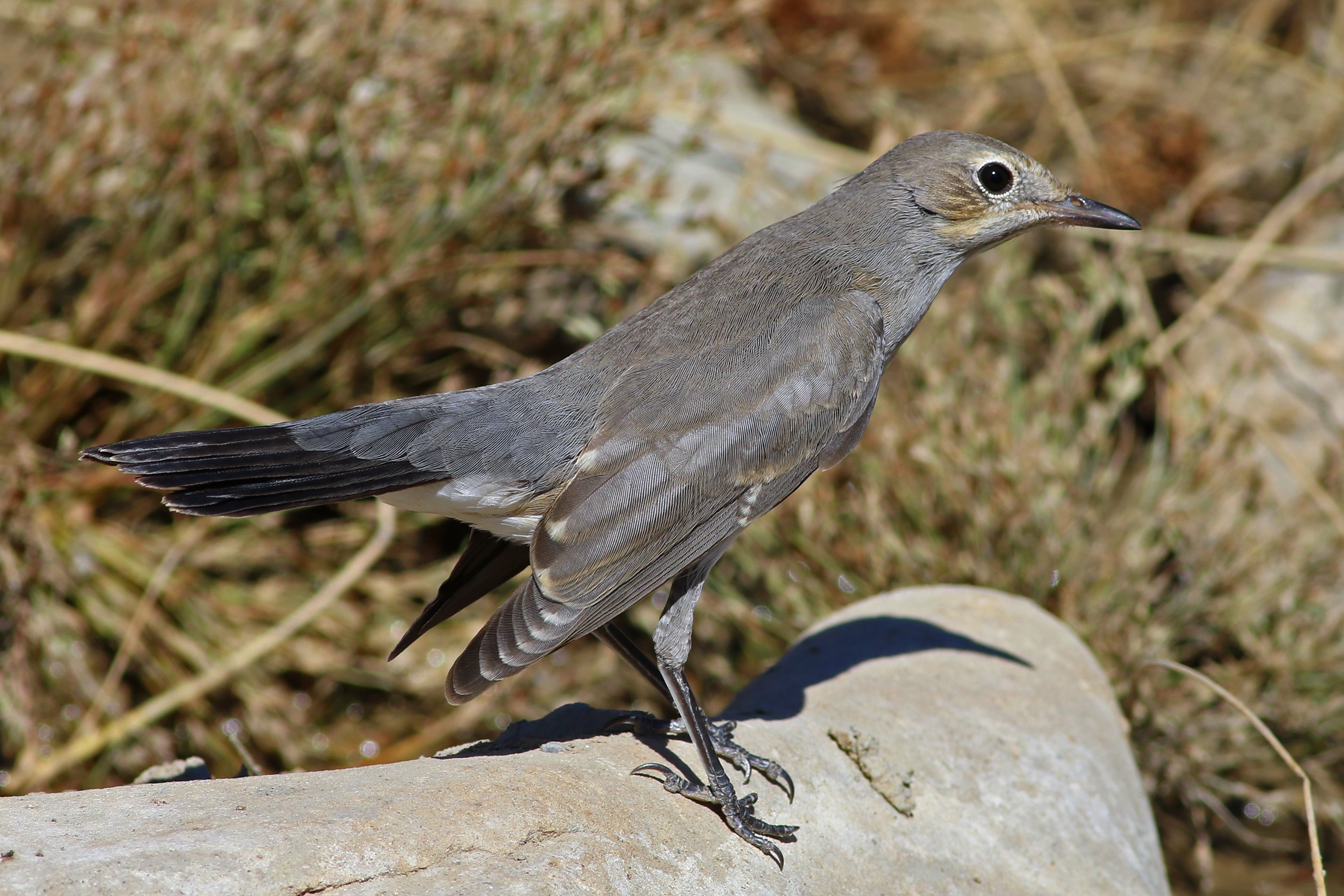 White-throated Robin