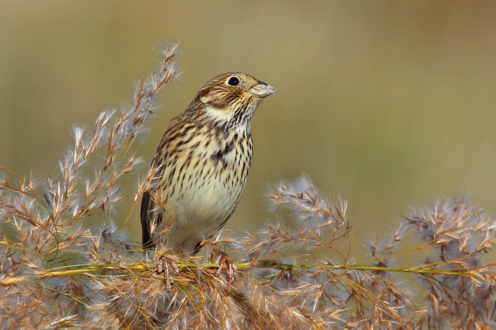 Corn Bunting