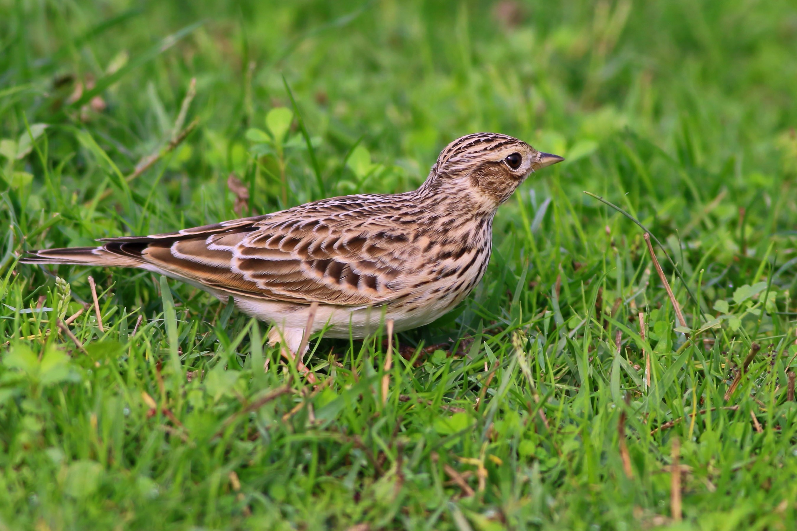 Eurasian Skylark