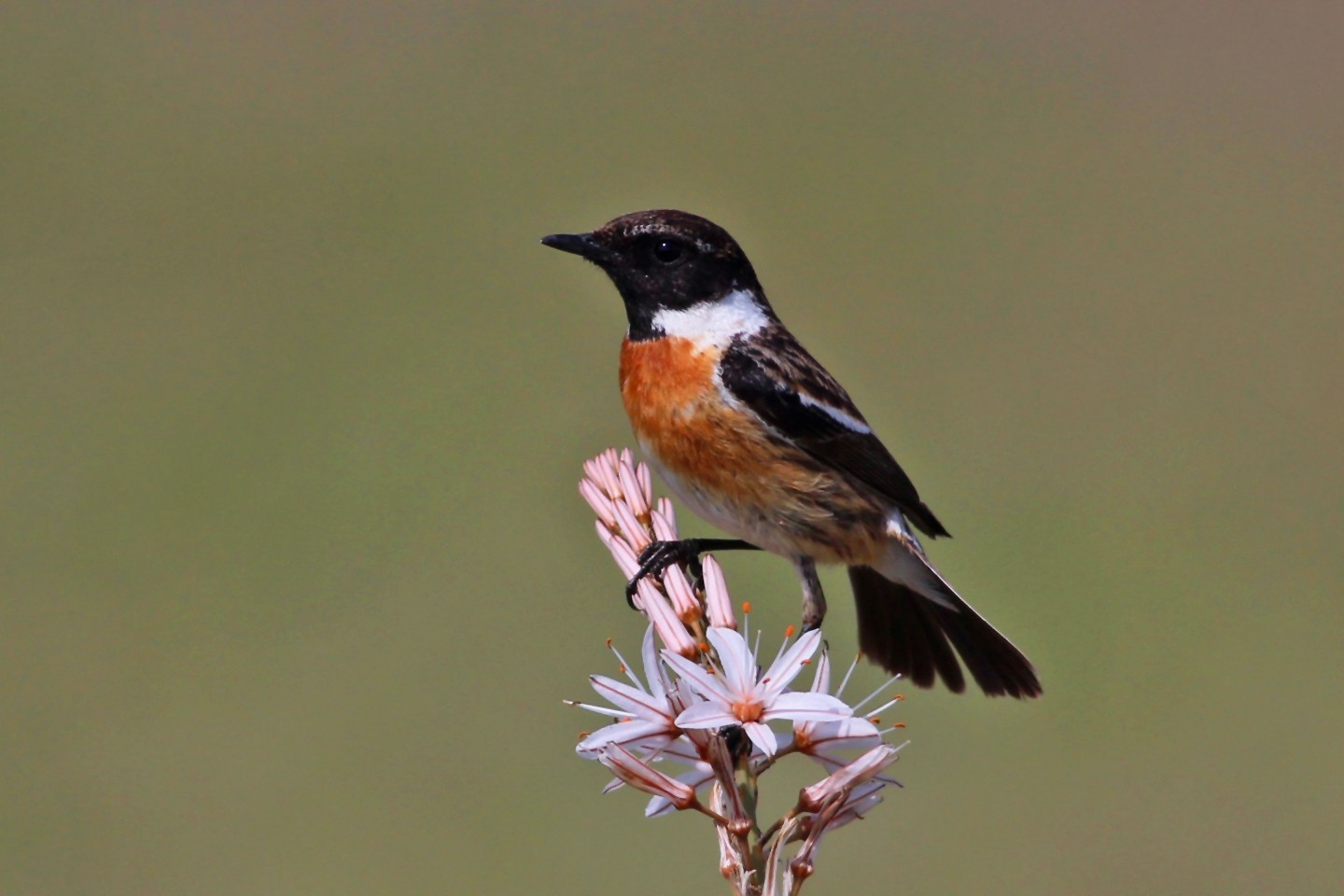 European Stonechat