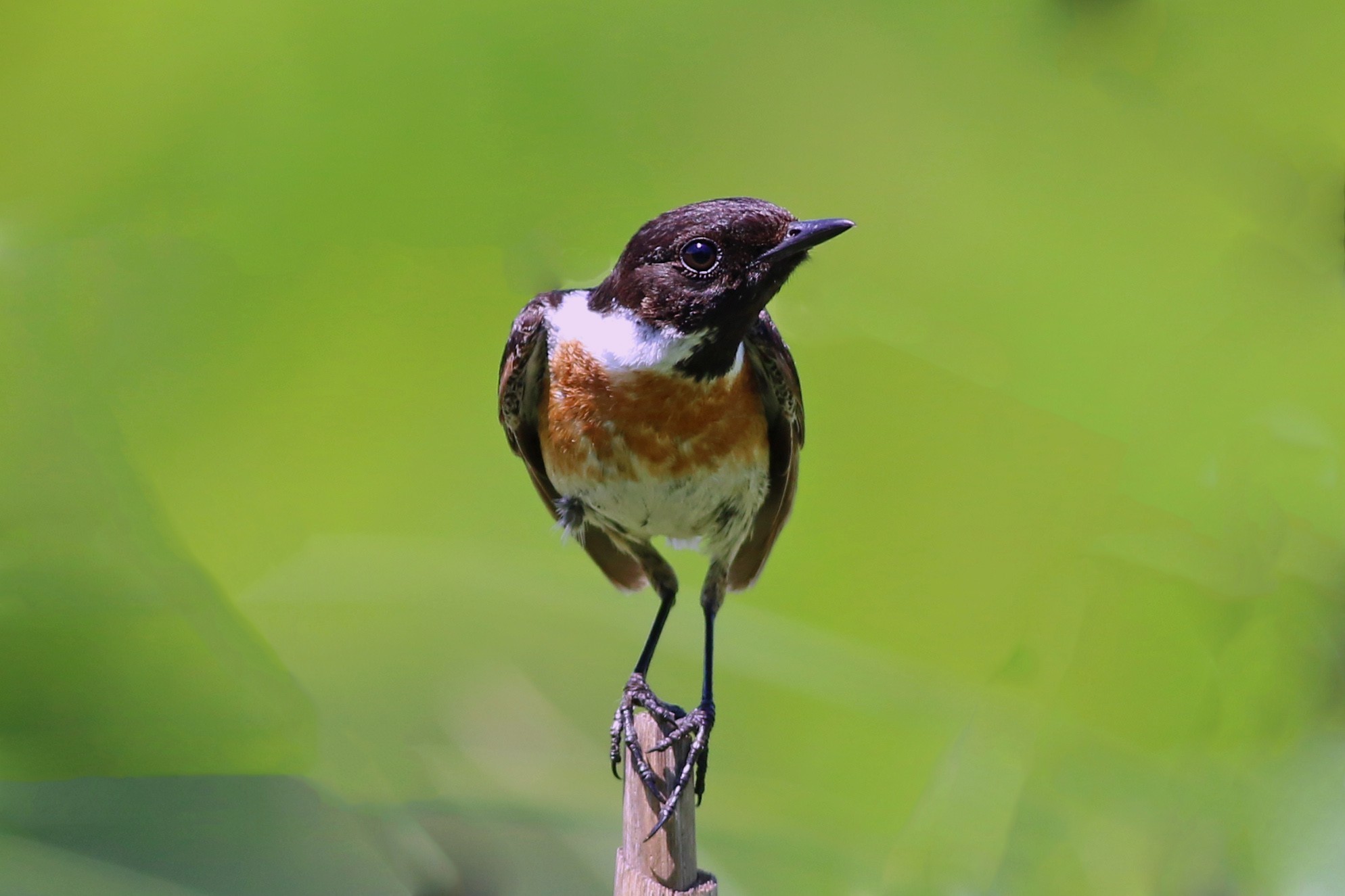 European Stonechat