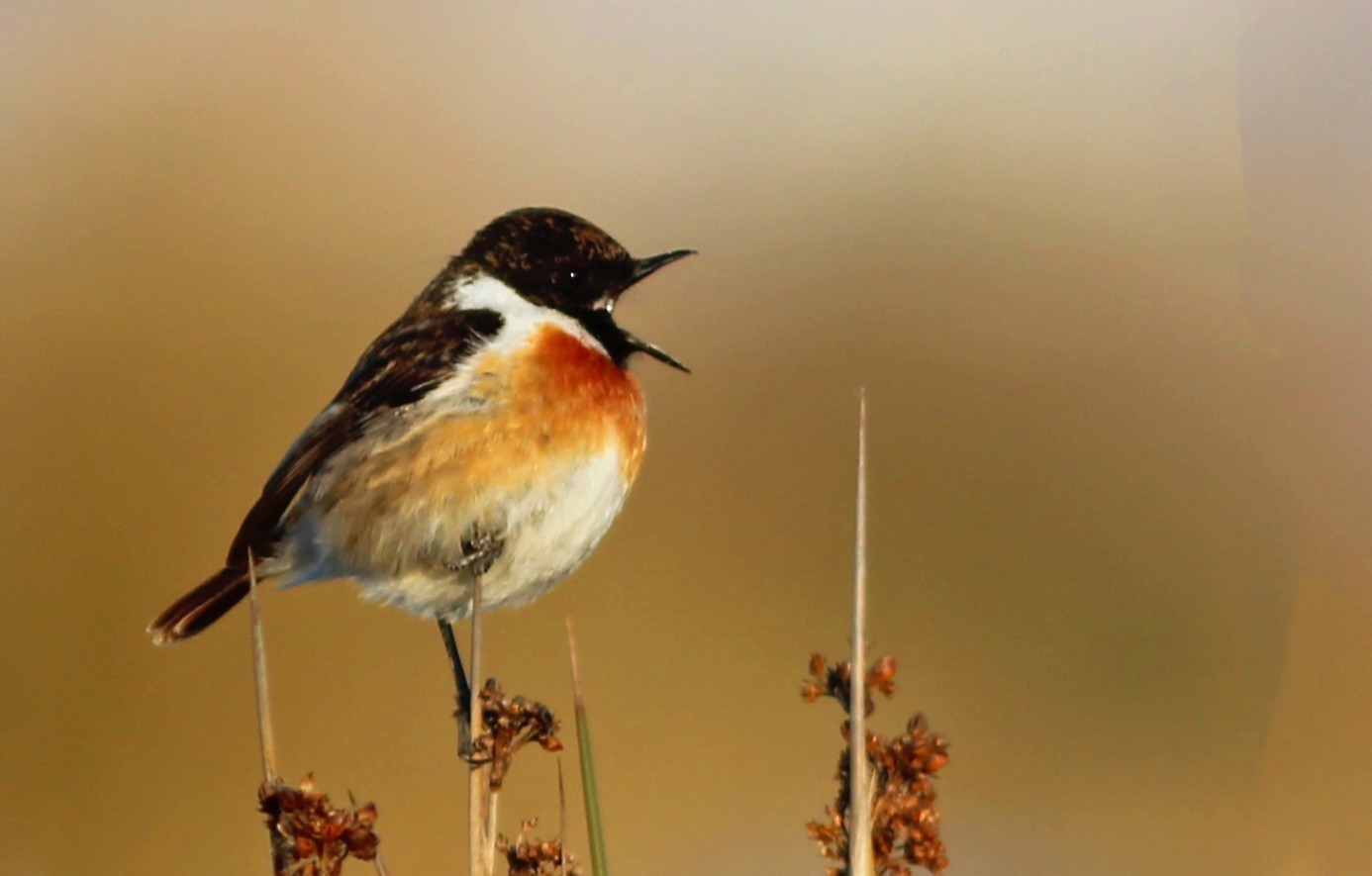 European Stonechat