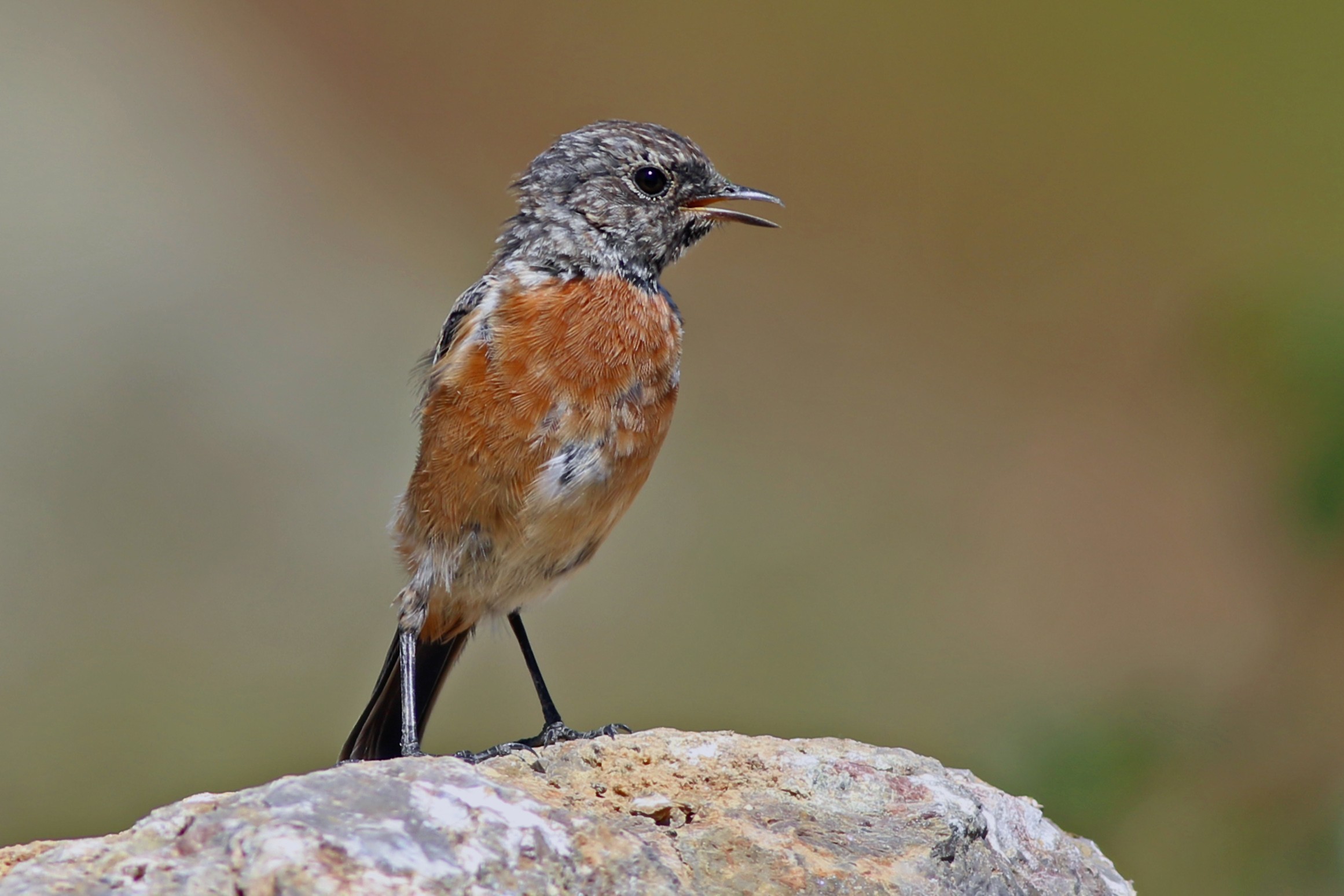 European Stonechat