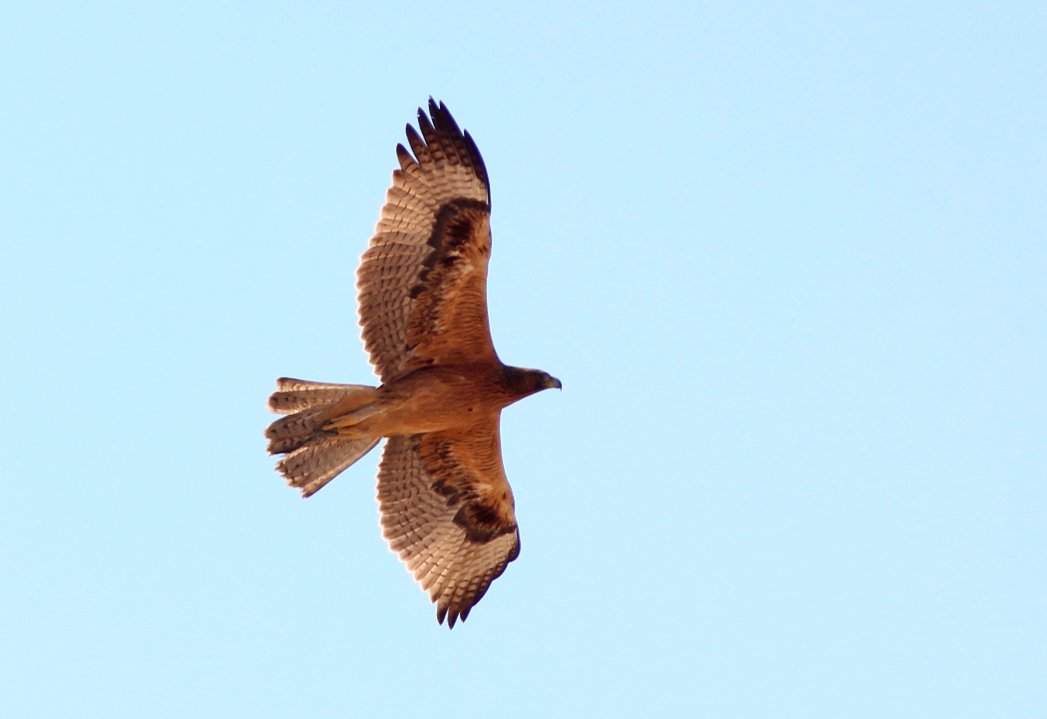 Bonelli's Eagle