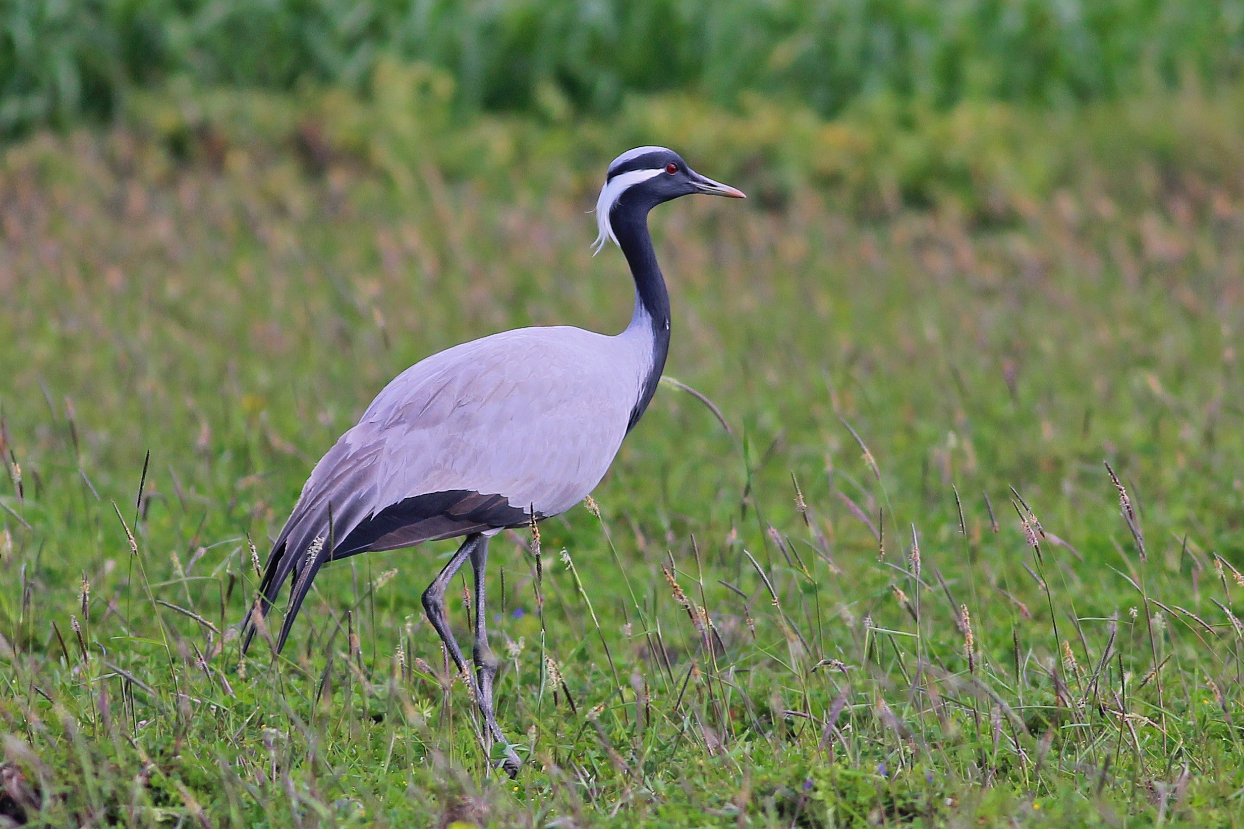 Demoiselle Crane