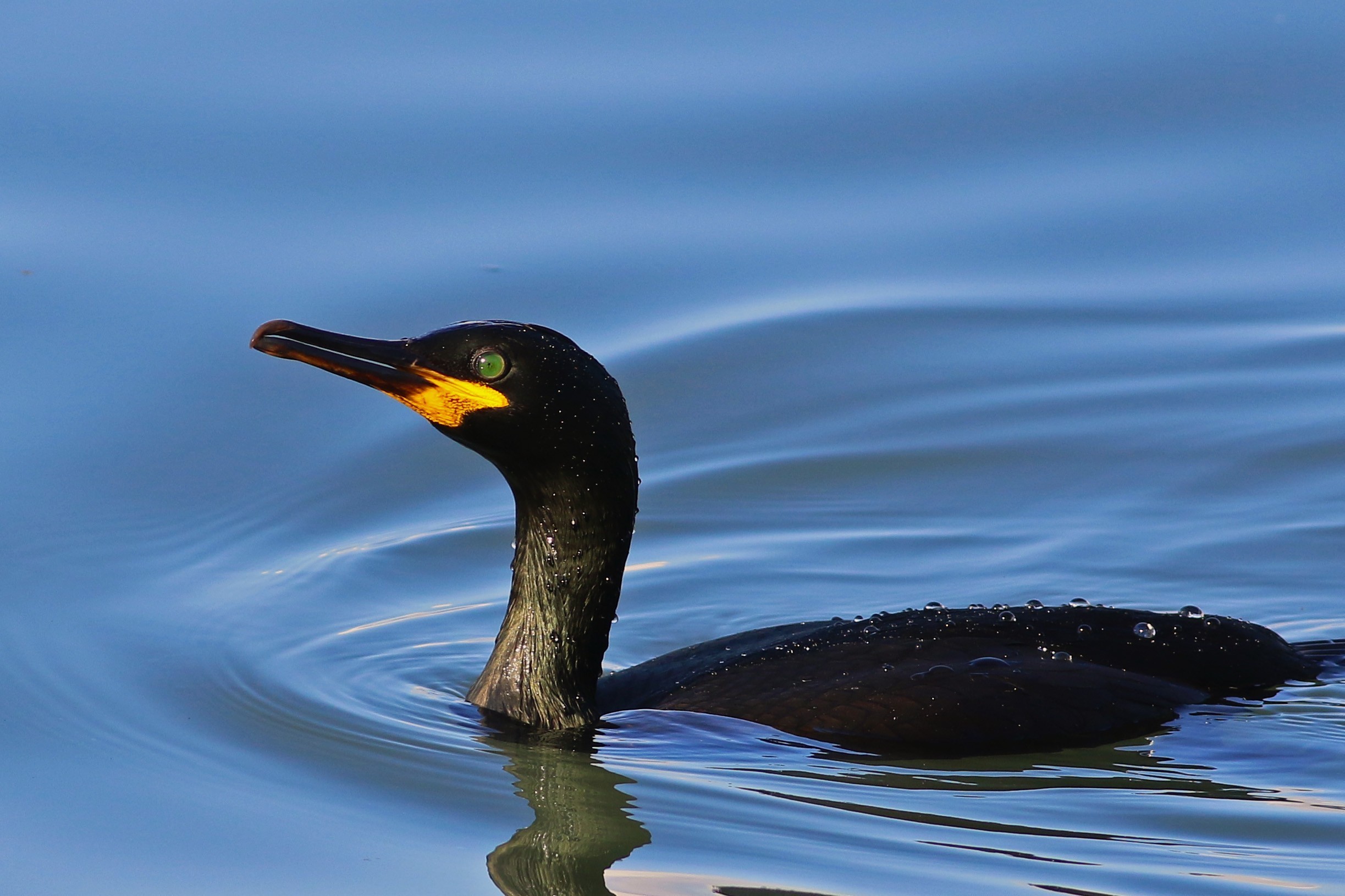 European Shag — Ana fotoğraf