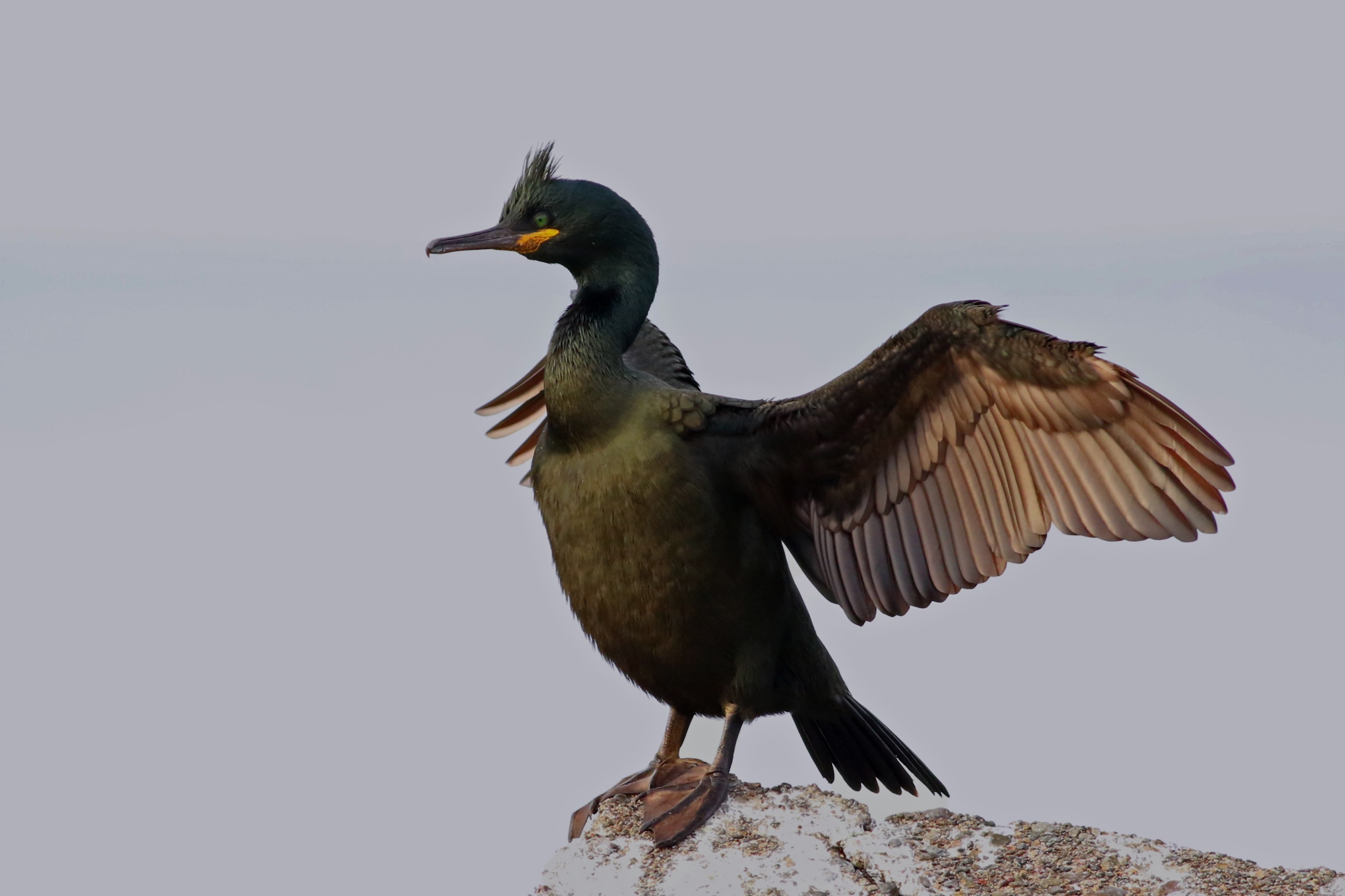 European Shag