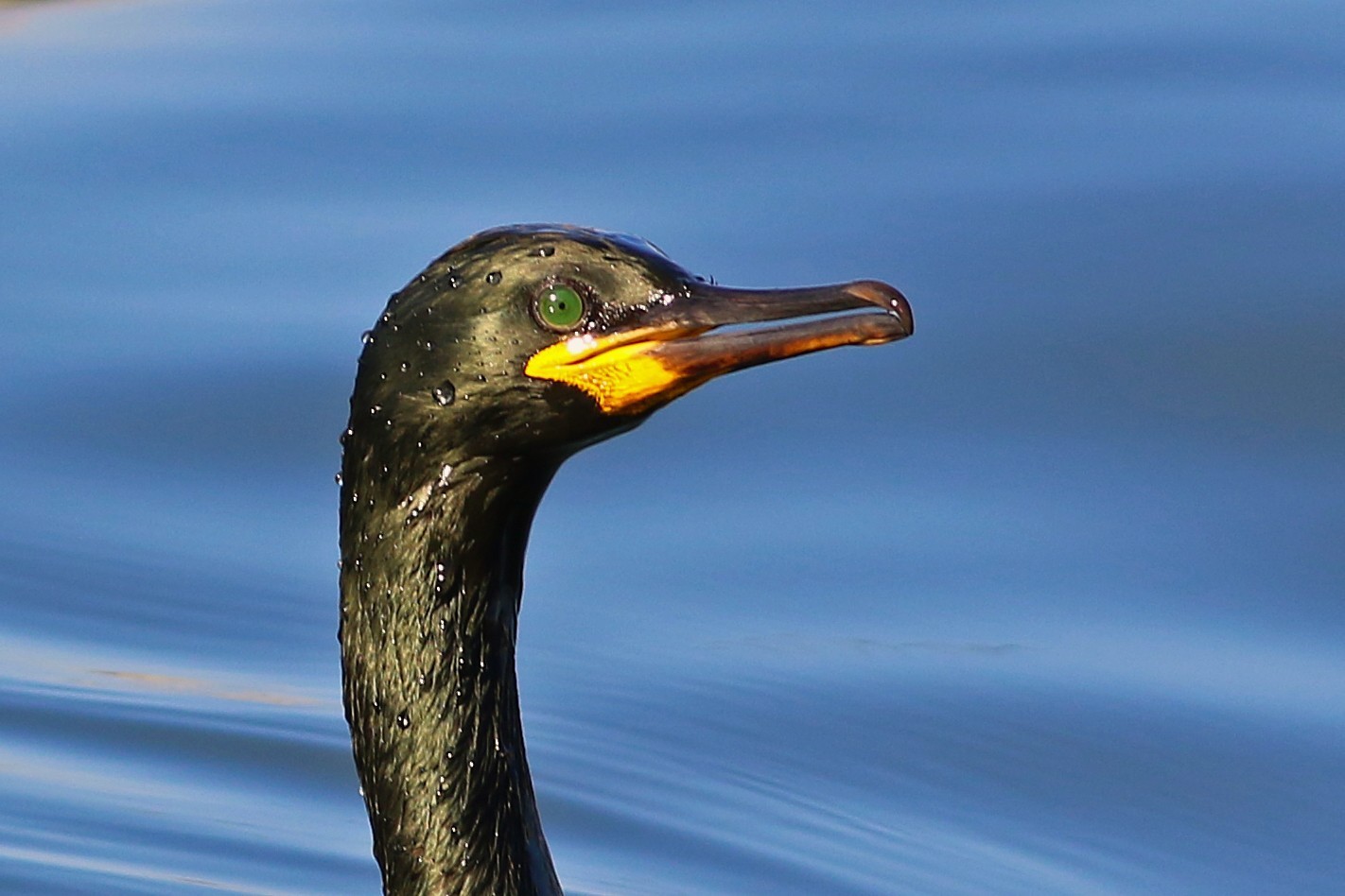 European Shag