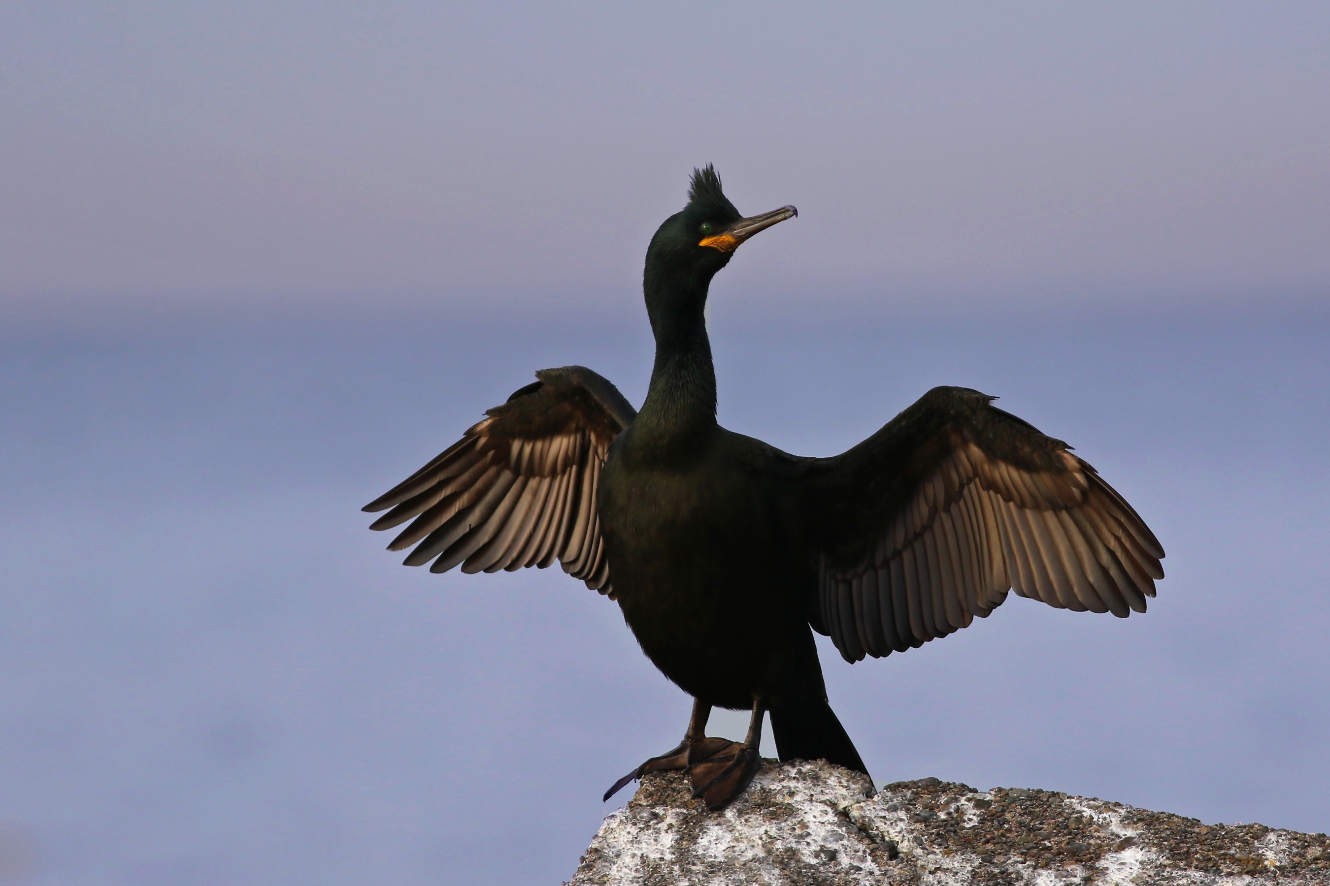 European Shag