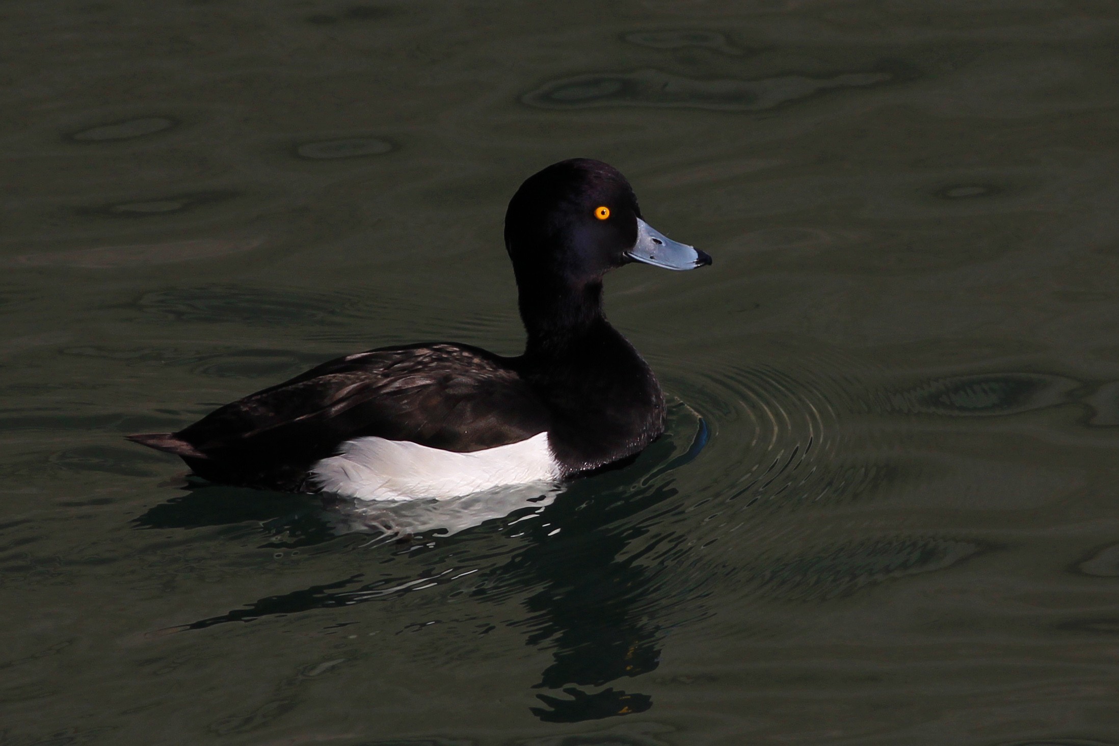 Tufted Duck