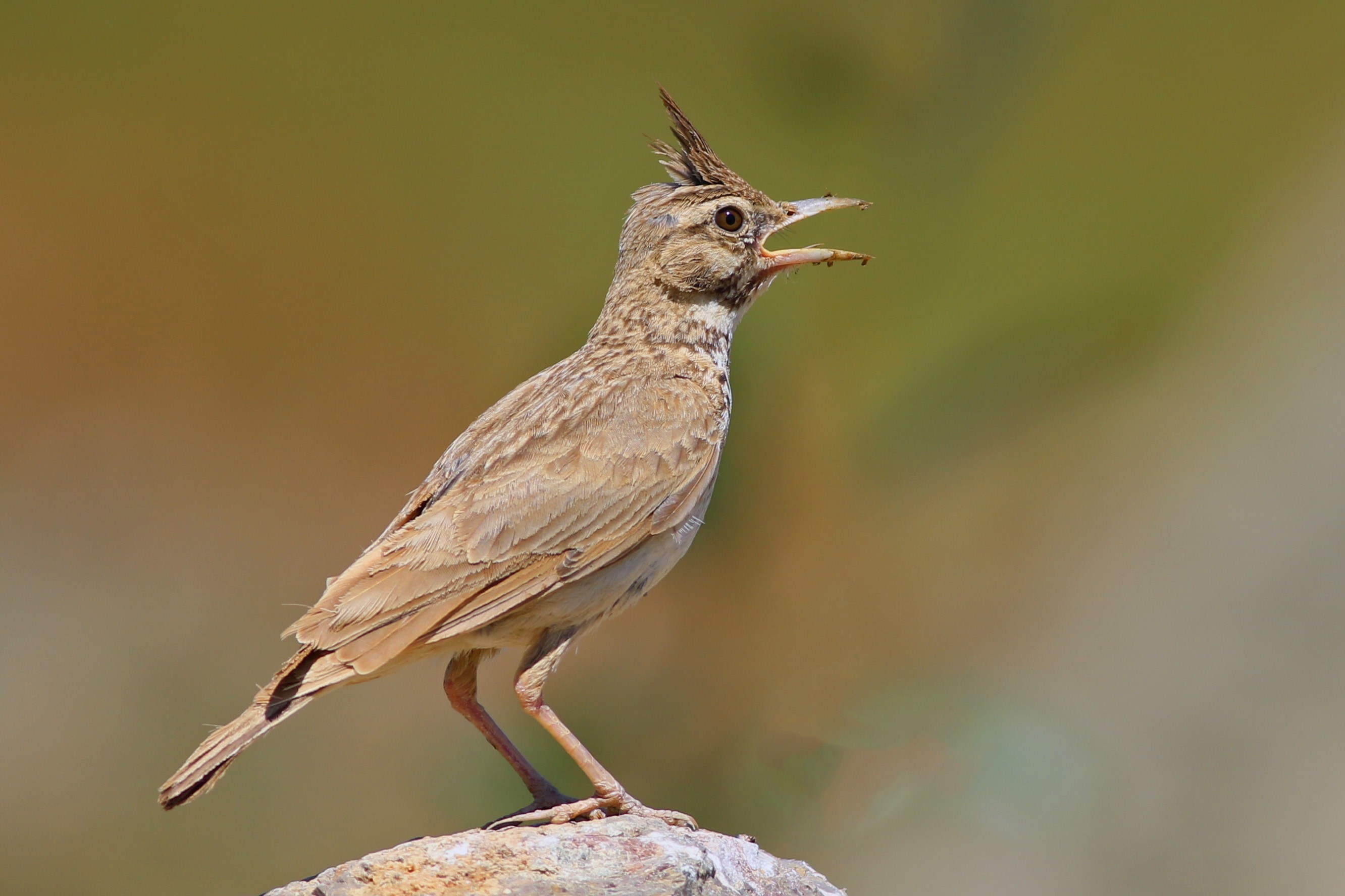 Crested Lark