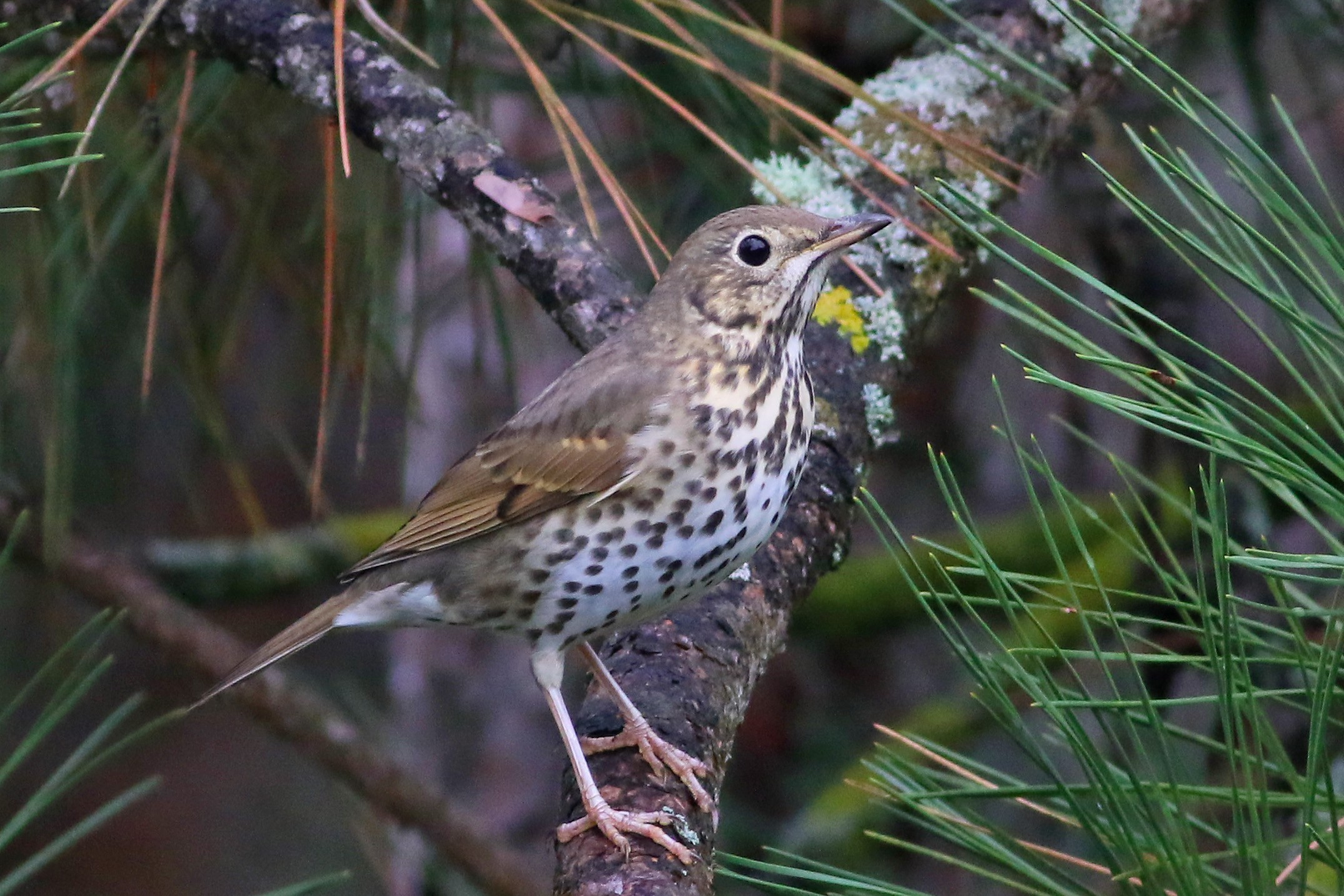 Song Thrush