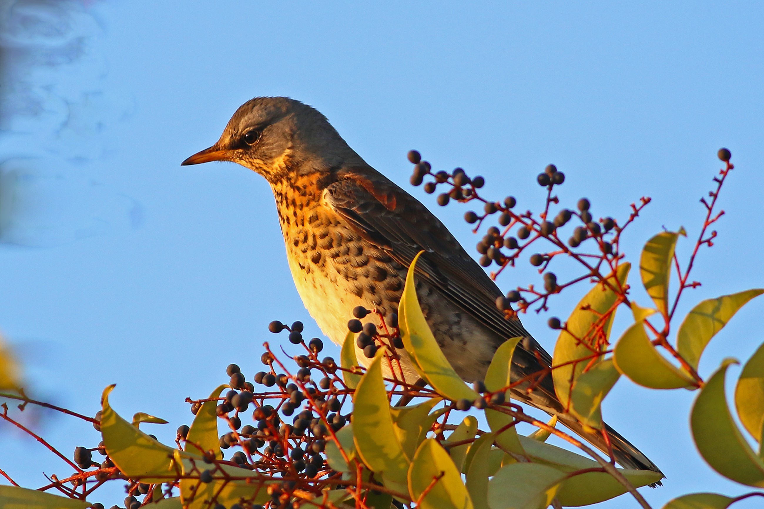 Fieldfare — Ana fotoğraf