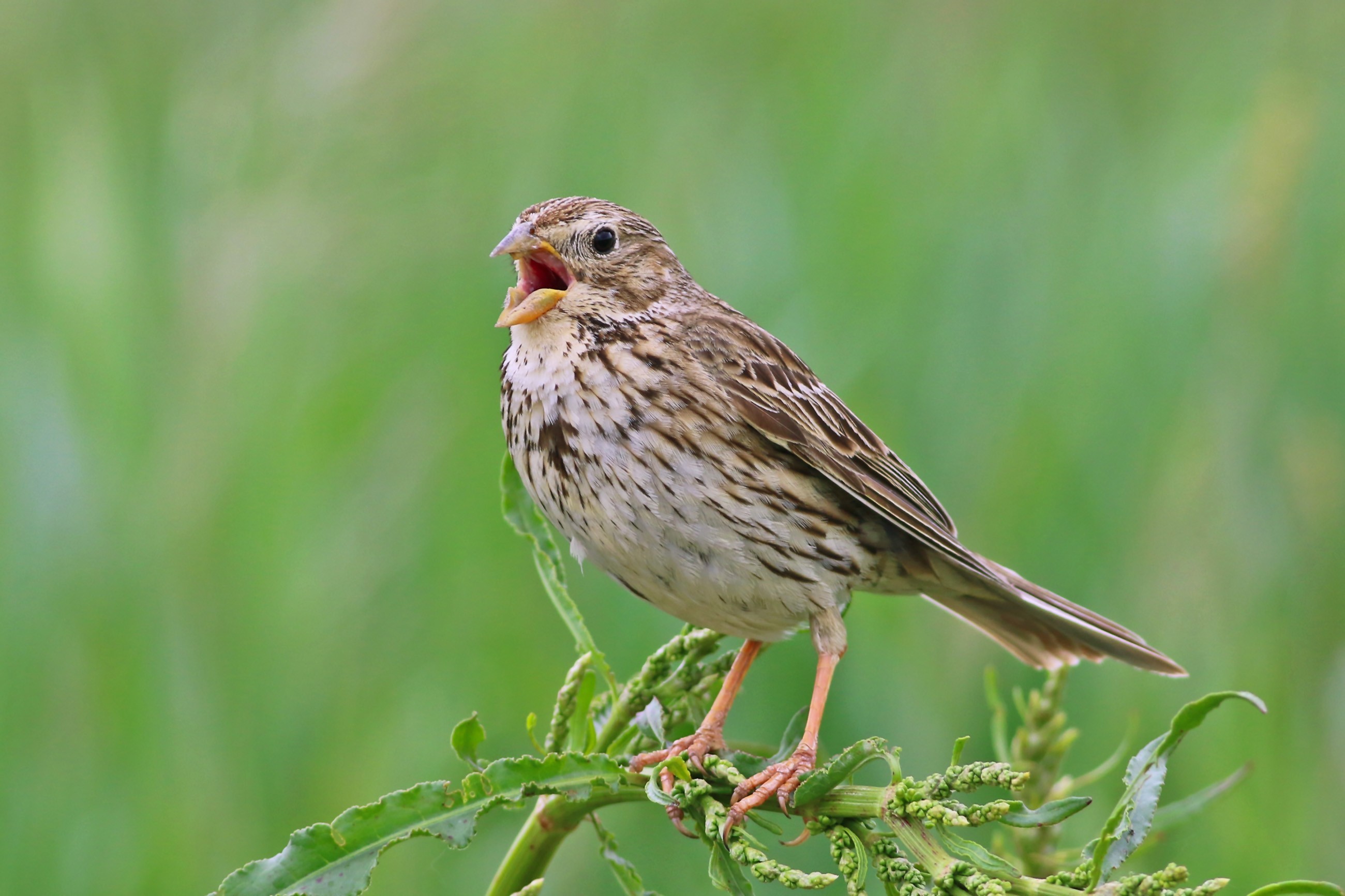 Corn Bunting