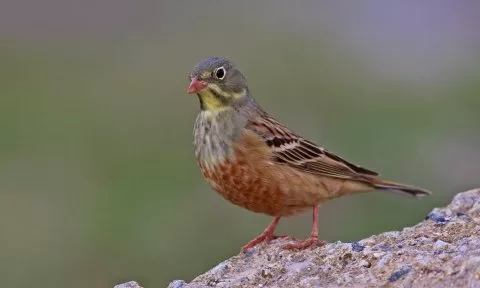 Kirazkuşu