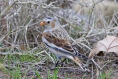 Snow Bunting