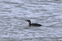 Red-throated Loon