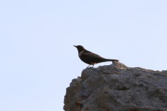 Ring Ouzel