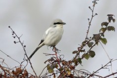 Great Gray Shrike