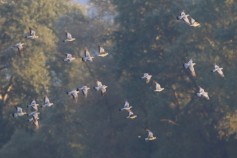 Stock Dove