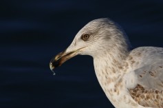 Yellow-legged Gull