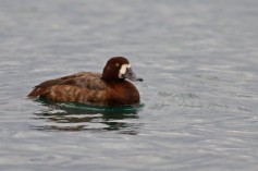 Greater Scaup