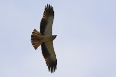 Küçük kartal