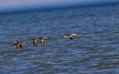 Smew