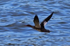 Red-breasted Merganser