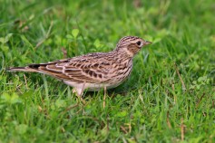 Eurasian Skylark