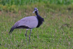 Demoiselle Crane