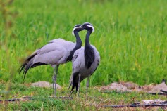 Demoiselle Crane