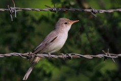 Olive-tree Warbler