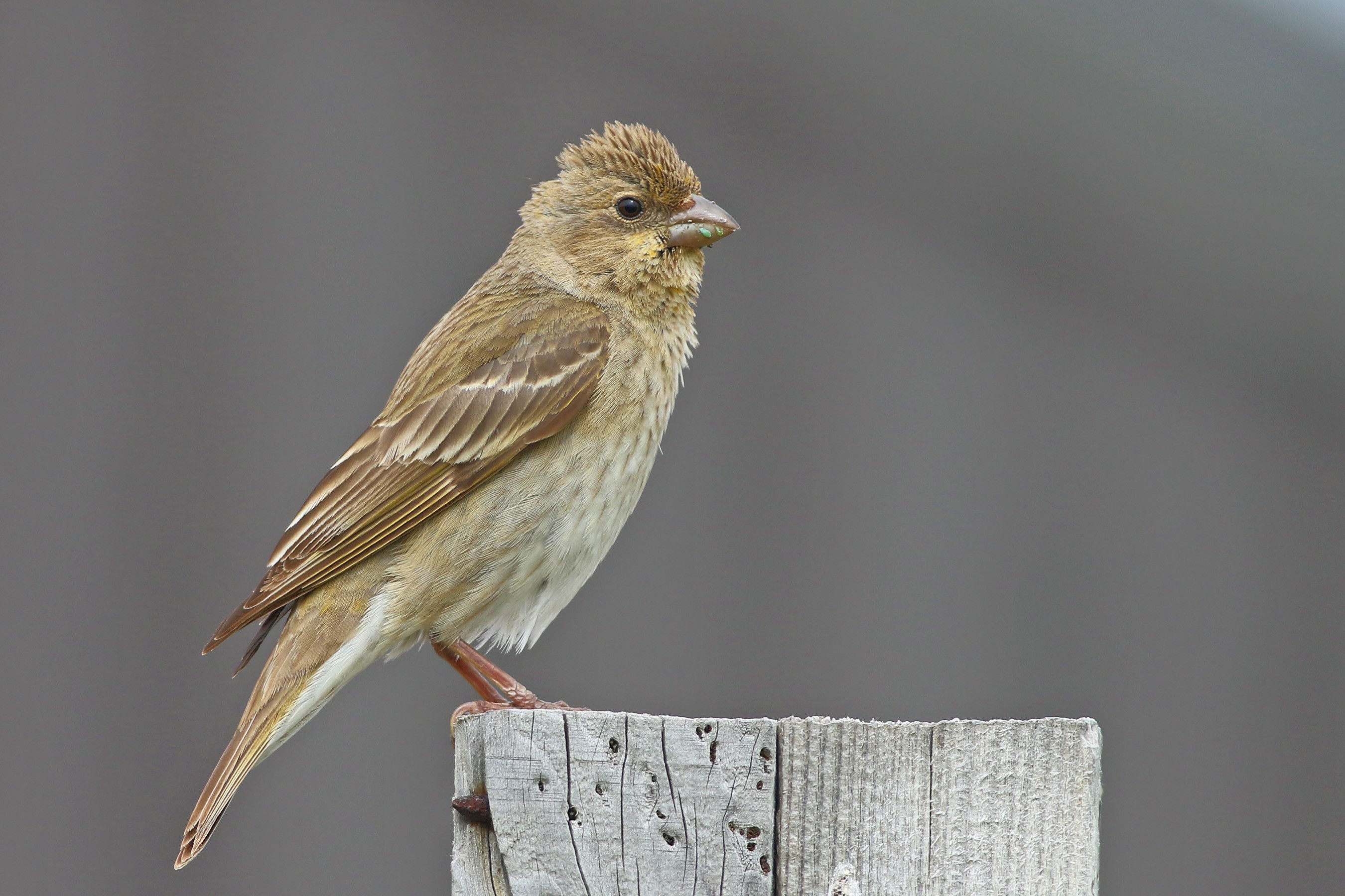 Common Rosefinch