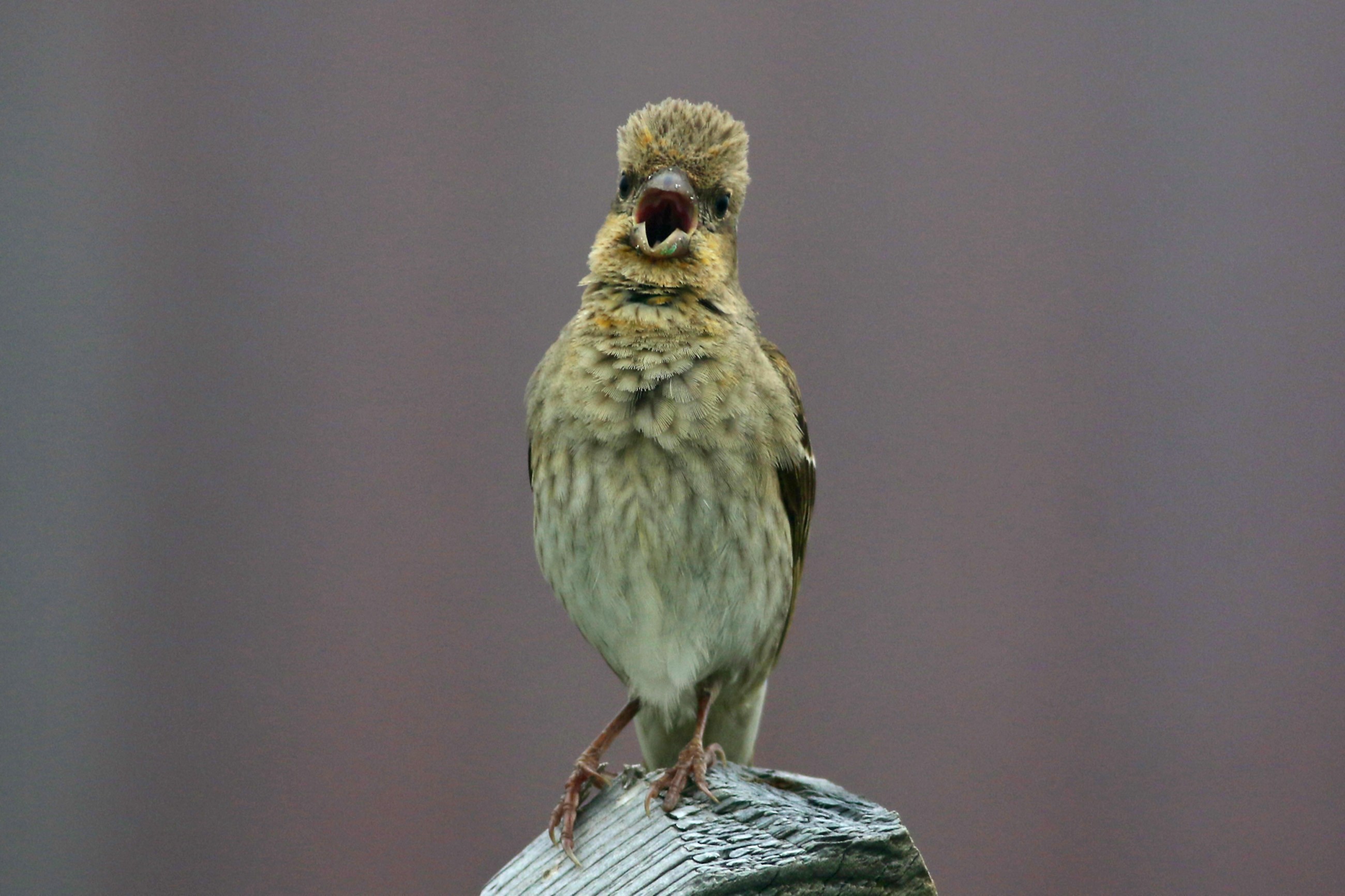 Common Rosefinch
