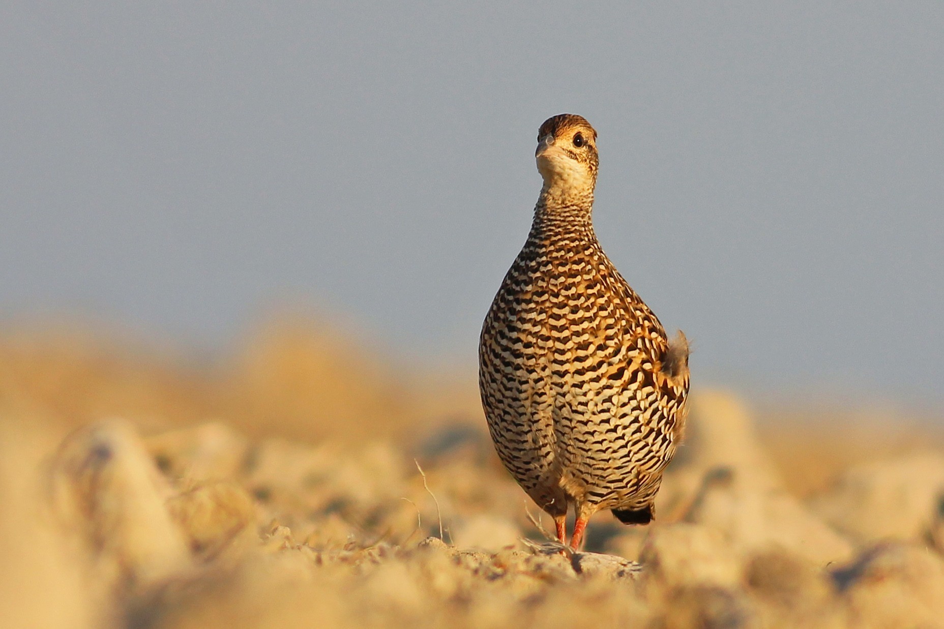 Black Francolin