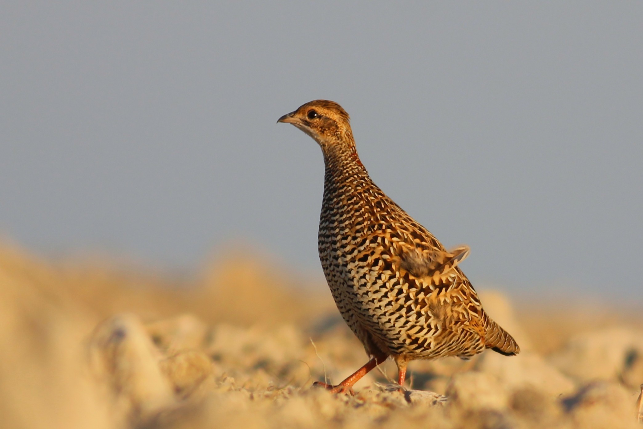 Black Francolin