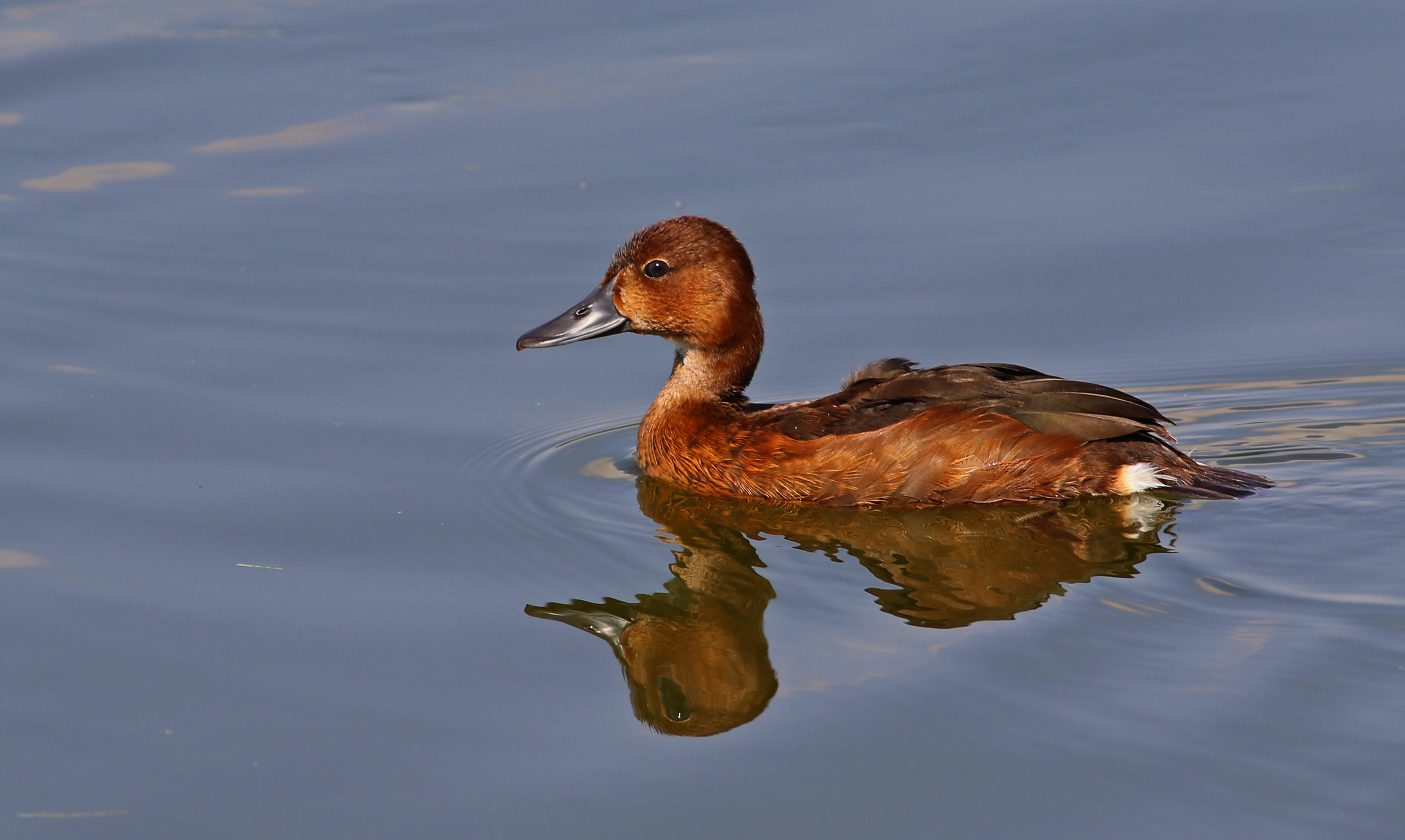 Ferruginous Duck
