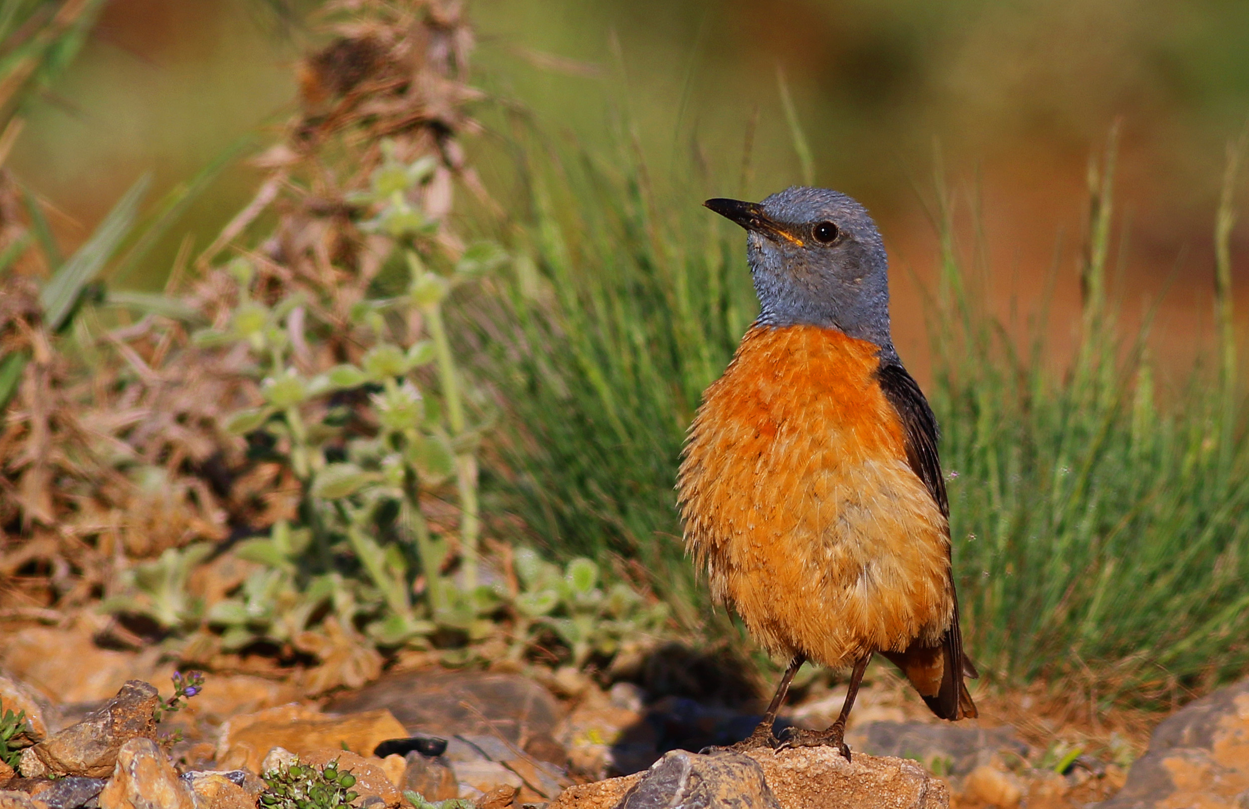 Rufous-tailed Rock-Thrush