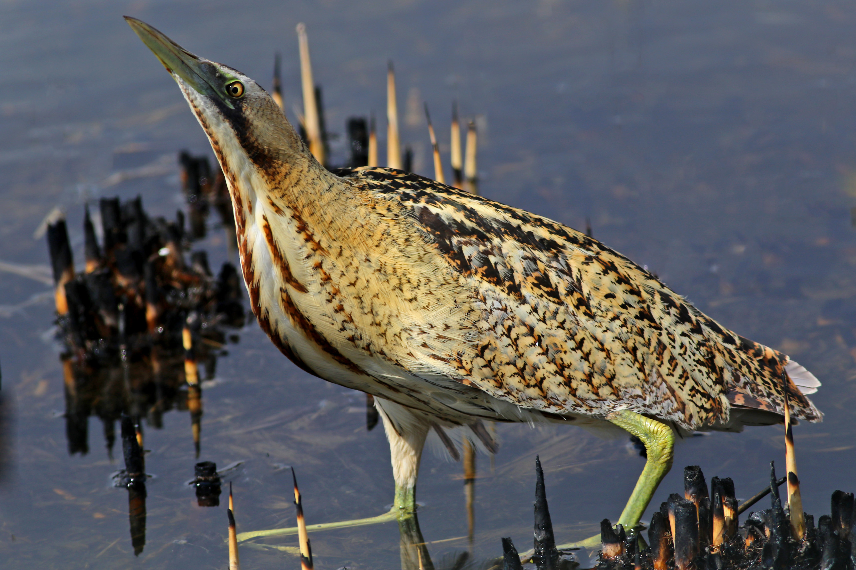Great Bittern