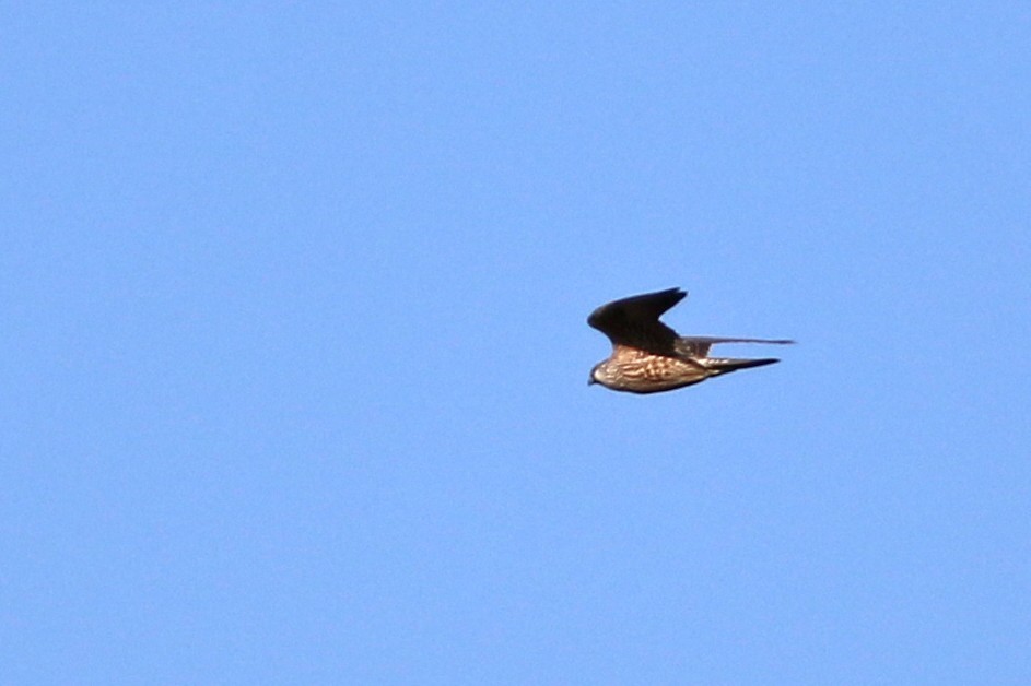 Saker Falcon