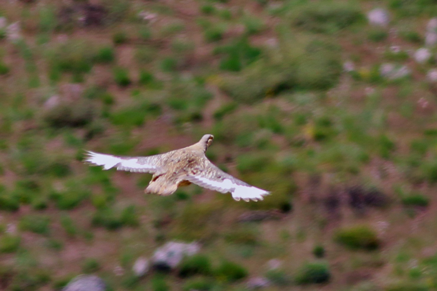Caspian Snowcock